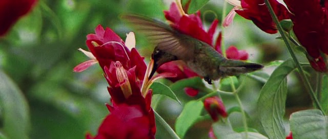 краснозобый колибри