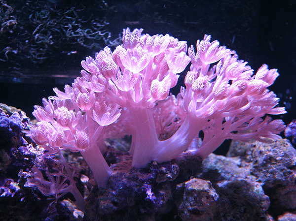 Коралл ксения