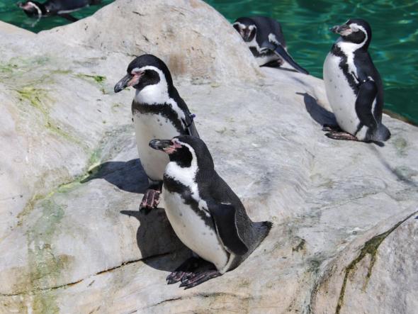 Перуанские пингвины Гумбольдта