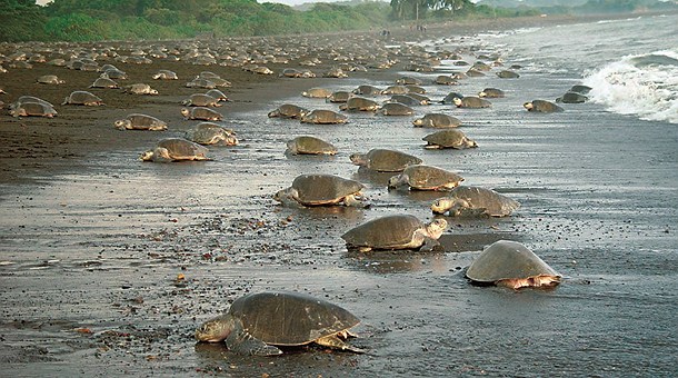 Черепахи на берегу. Национальный парк Тортугеро